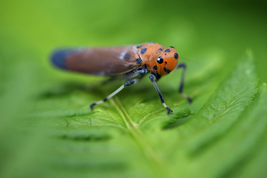 Leafhopper