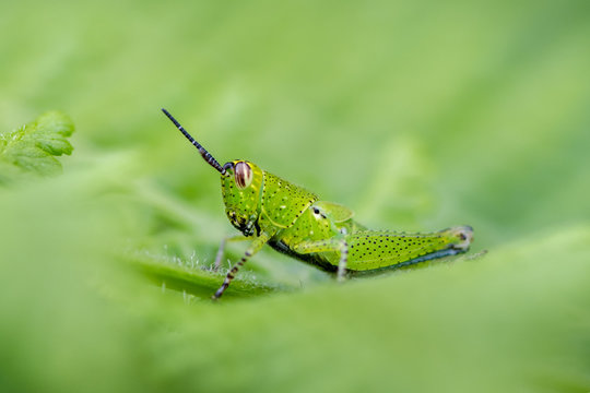 Grasshopper Nymph