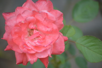 Close up photos of the pink rose - 224843930