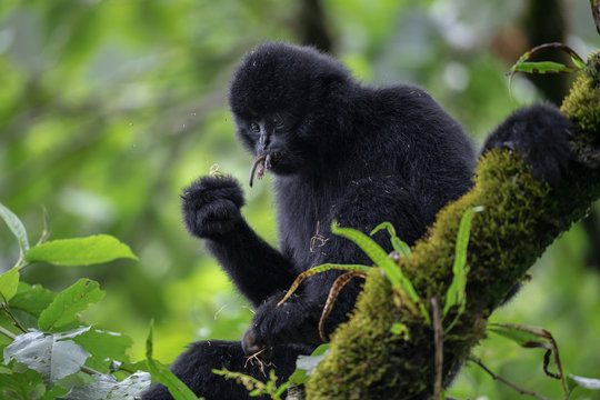 Black crested gibbon eating squirrel