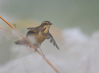 Bluethroat on branch at sunrise 
