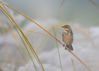 Black-winged Stilt long legged water bird walking in the lake at sunrise.
