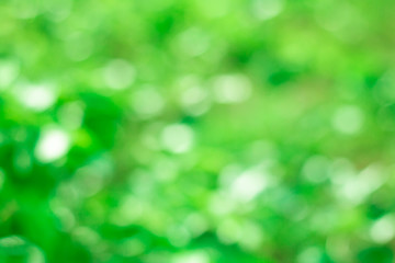 Fototapeta premium Blur of Tree Leaves for art background and colorful Abstract for festival holiday ,soft made with gradient and filter colored.