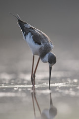 Black Winged Stilt Closeup