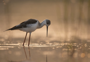 Black-winged Stilt long legged water bird walking in the lake at sunrise.