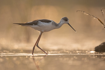 Black-winged Stilt long legged water bird walking in the lake at sunrise.