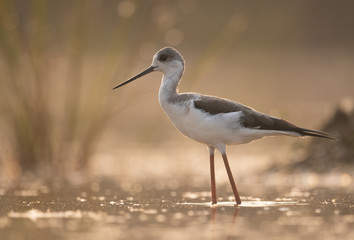 Black-winged Stilt long legged water bird walking in the lake at sunrise.