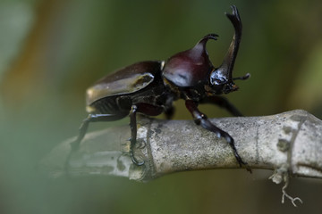 Big beetle on tree branch