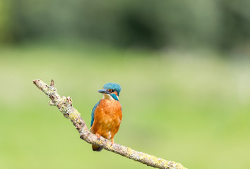 Kingfisher