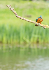 Kingfisher