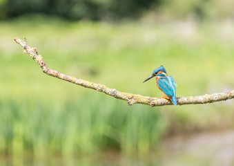Kingfisher