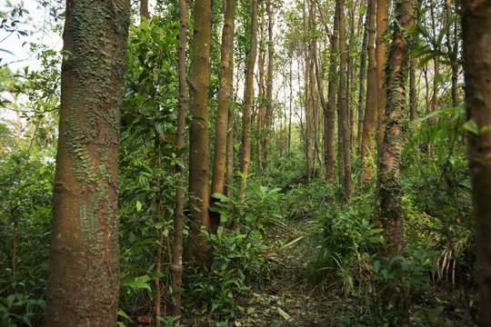 Fototapeta Trail hiding in tropical forest