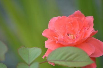 Close up photos of the pink rose - 224846775