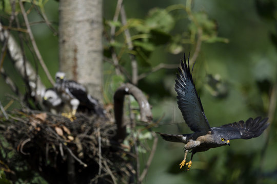 Chinese Sparrowhawk bird chicks and nest