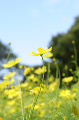 黄色いコスモスの花畑