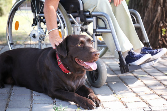 Senior woman in wheelchair and her dog outdoors