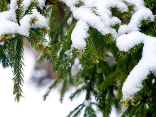 A green Christmas tree in the snow. Winter background
