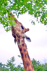 giraffa vista in primo piano mentre mangia le foglie sul ramo di un albero