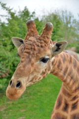 giraffa vista in primo piano