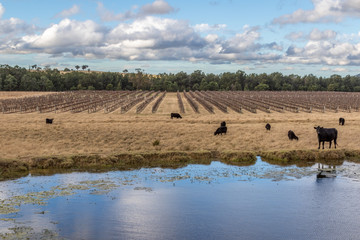 Fototapeta na wymiar Cows in paddock with rural landscape