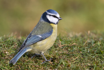 Fototapeta premium Blue Tit