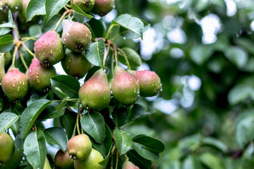 A green pear on a tree after a rain in droplets of dew.