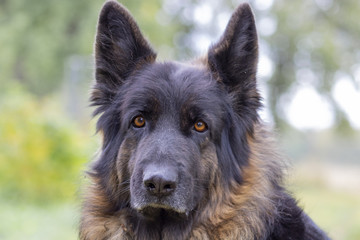 German shepherd dog