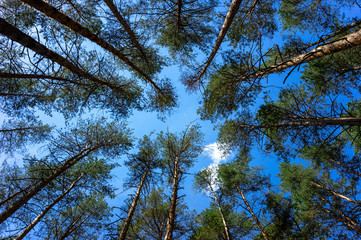 Fototapeta premium Tops of pine trees in the forest