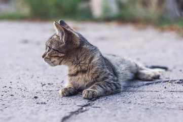 Summer portrait of beautiful homeless grey cat