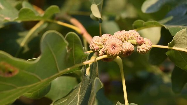 acorns on the oak branch