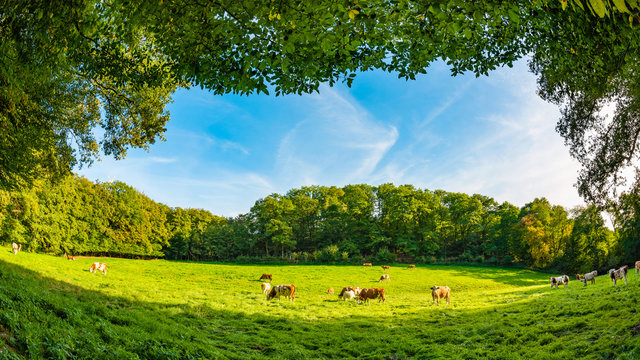 Cows in a green pasture surrounded by trees