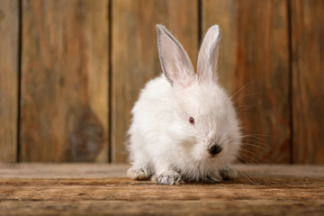 Obraz premium Cute fluffy rabbit on wooden background