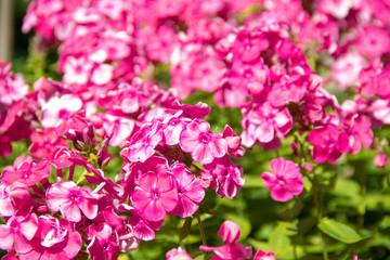 Pink flowers phloxes background