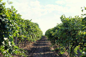 Fototapeta na wymiar View of vineyard rows with fresh grapes on sunny day