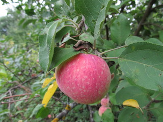apple on tree