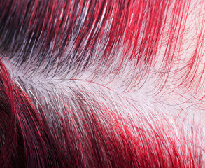 parting with regrown gray roots close-up on female dyed head