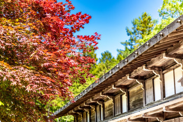 Japanese house with red maple