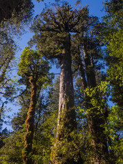 Larch in the Andes range, big tree in patagonia. Natural Park Pumalin in Chile. Tallest trees