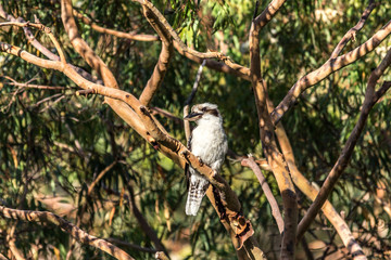 Kookaburra perched in tree