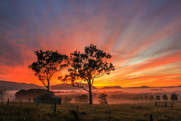 Sun rising over foggy valley with tree silhouette