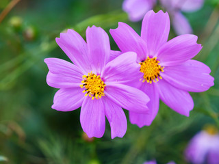Obraz premium Pink cosmos flowers closeup (Cosmos bipinnatus)