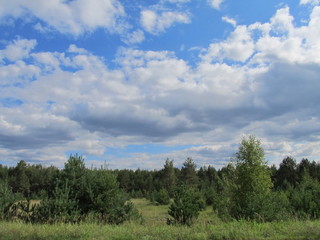 Fototapeta na wymiar trees and blue sky