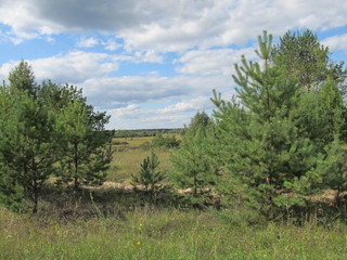 landscape with trees and blue sky