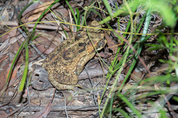 Cane Toad at Night