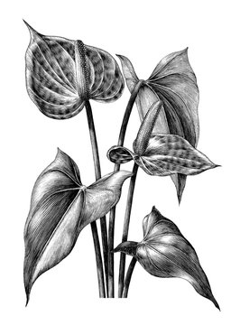 Fototapeta Anthurium botanical vintage engraving illustration clip art isolated on white background