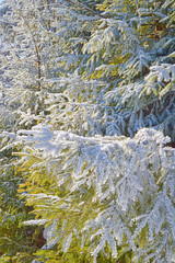 Snow and frost sparkling on fir trees branches in winter season
