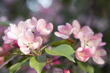 Fototapeta na wymiar Blossoming an apple-tree in sunset beams of the sun. Pink flowers. Close up. Horizontal shot