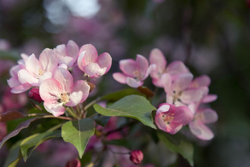 Blossoming an apple-tree in sunset beams of the sun. Pink flowers. Close up. Horizontal shot