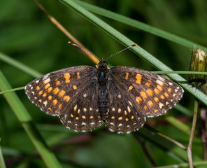 Fritillary butterfly on plant