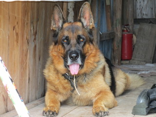 german shepherd dog
